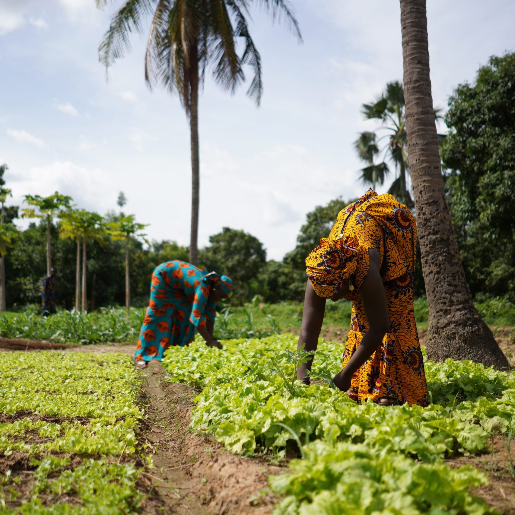 Female farmers supply beans for KOO baked beans