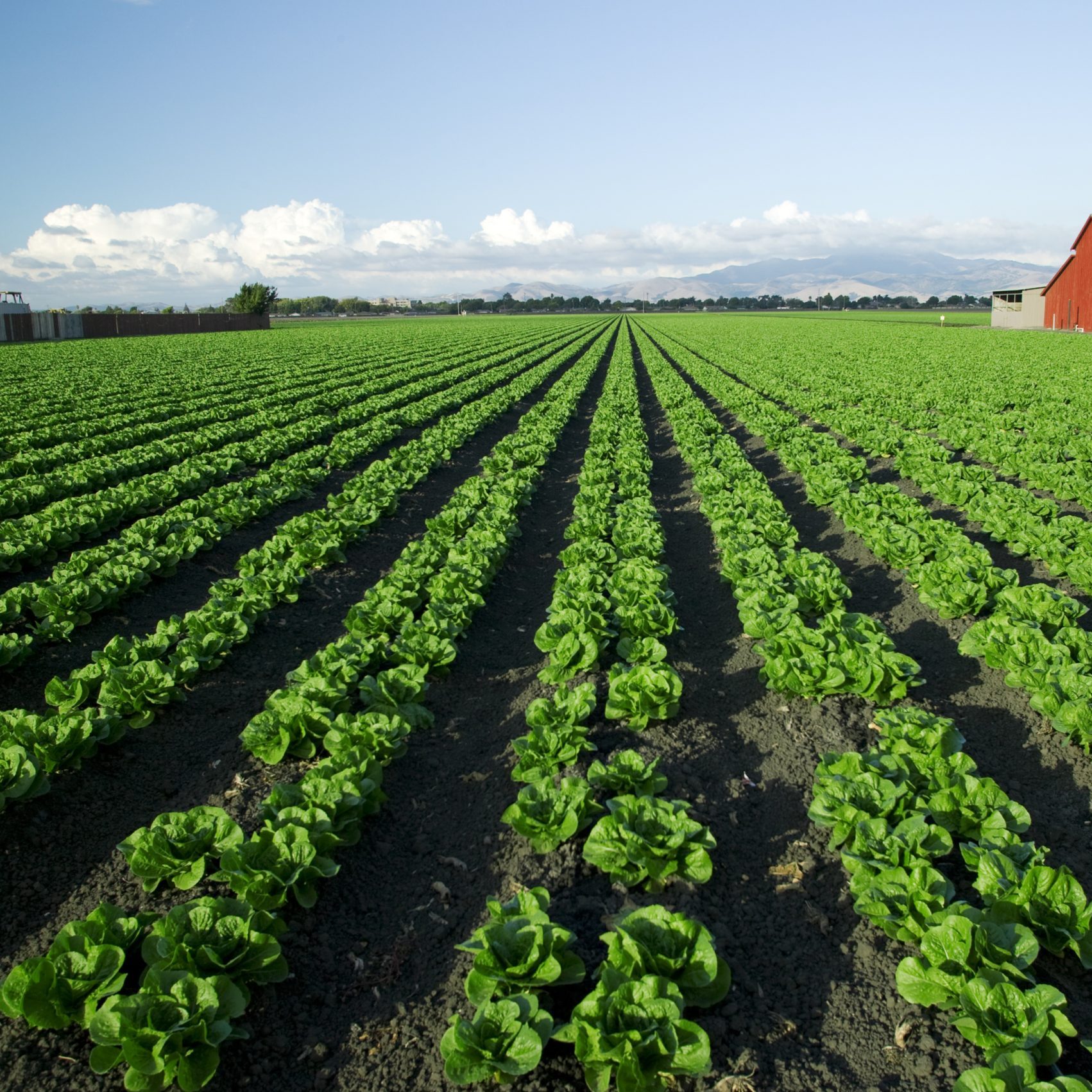 Tiger Brands Hulisani Agriculture Development programme onboards second cohort of local emerging farmers, women farmers lead in numbers
