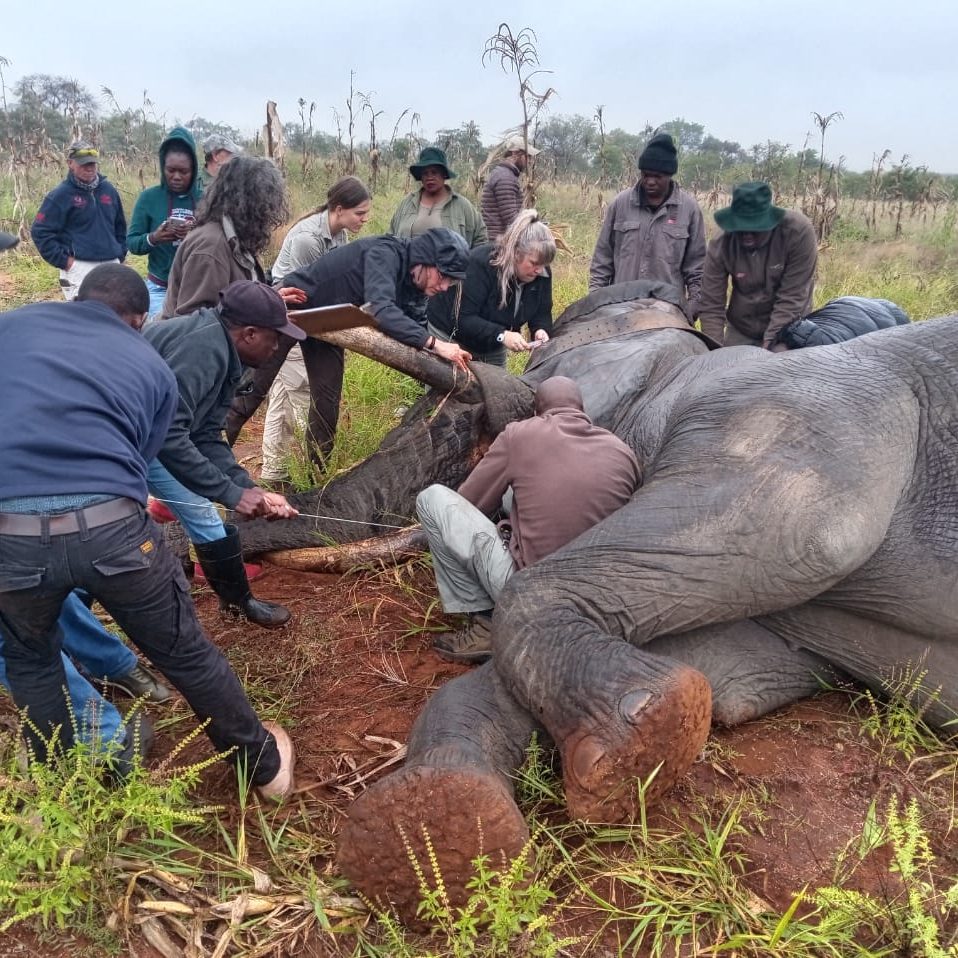 Hot Cares helps protect both elephants and communities with R79 000 donation to Elephants Alive