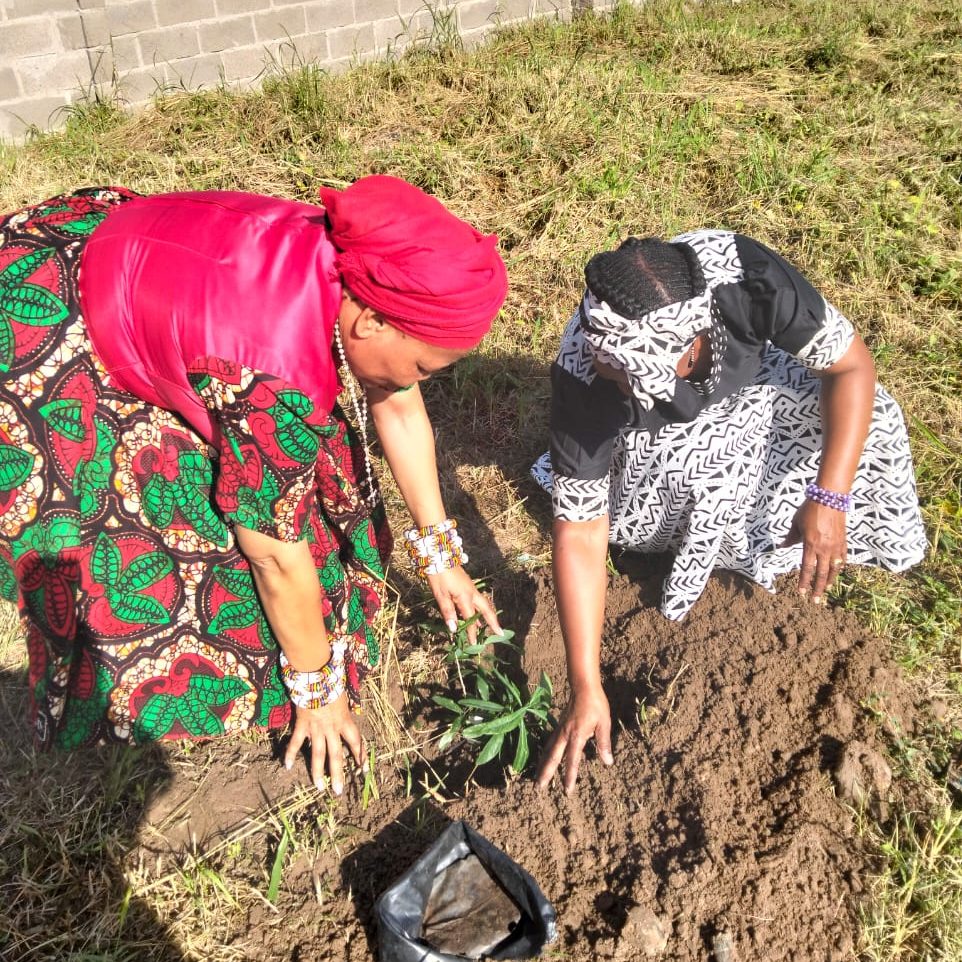 What traditional medicine can teach us about protecting South Africa’s trees