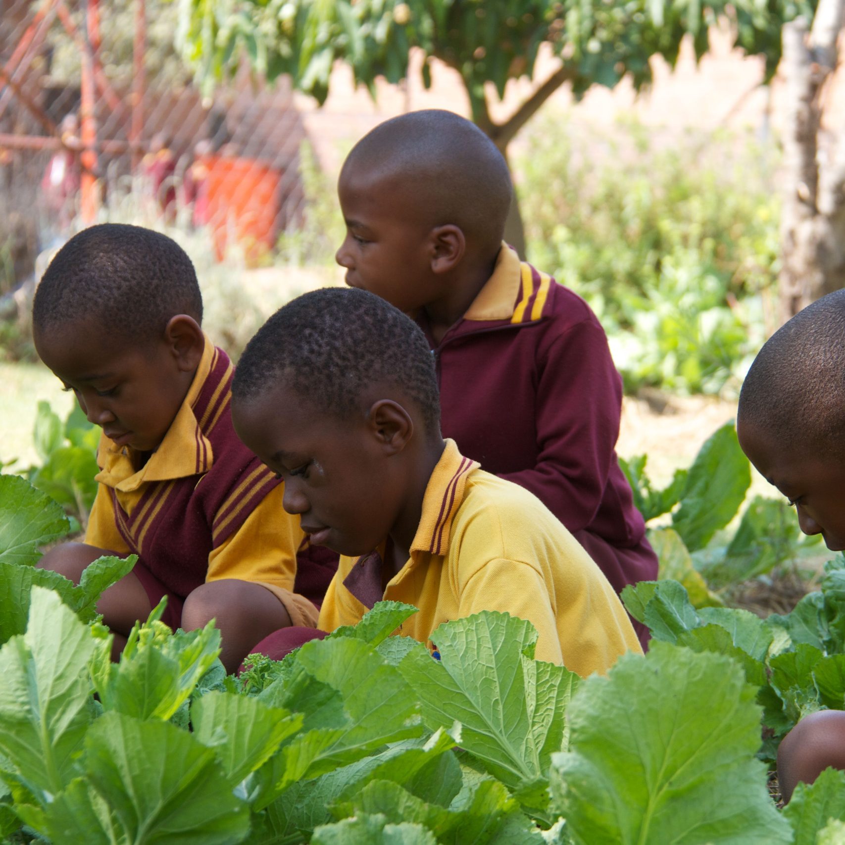 Creating real impact for food security in South Africa