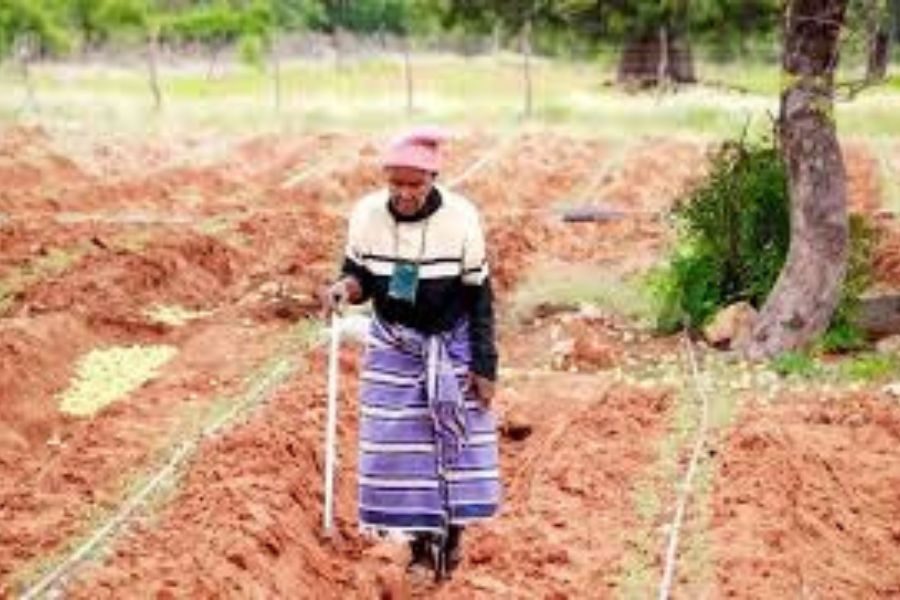 29 july tomatoes isa
