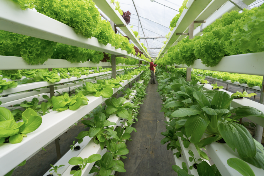 Aquaponics