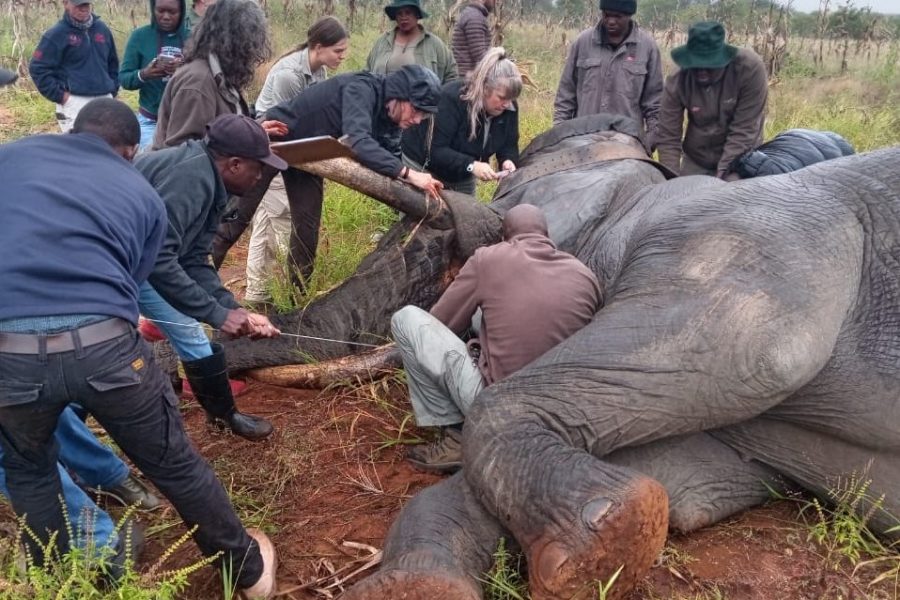Elephants Alive_2.jpg
