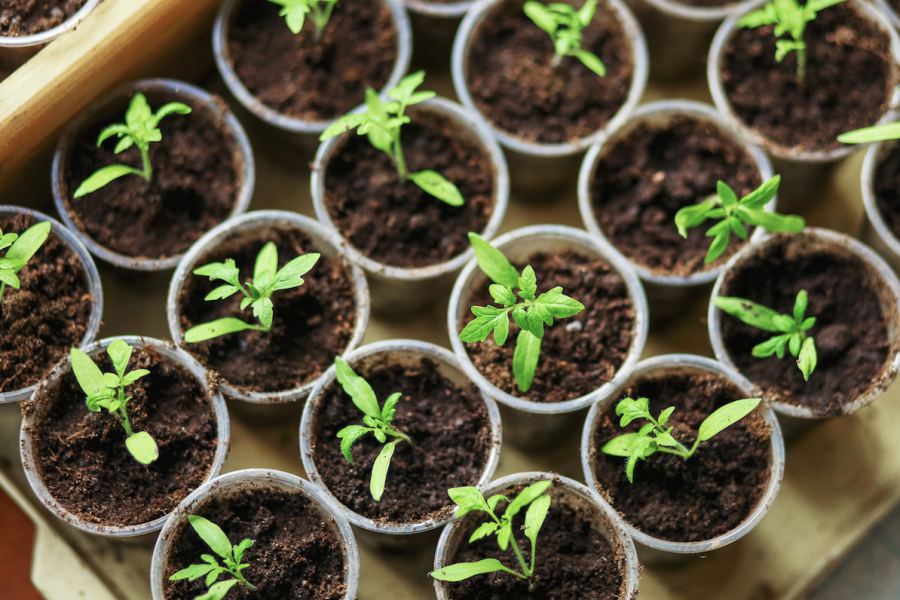 Seedlings