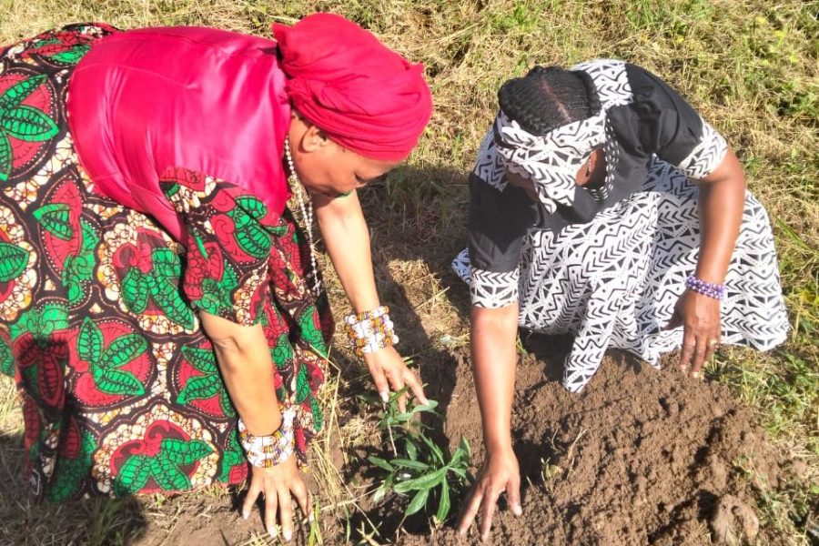 Traditional Healers planting the Warburgia