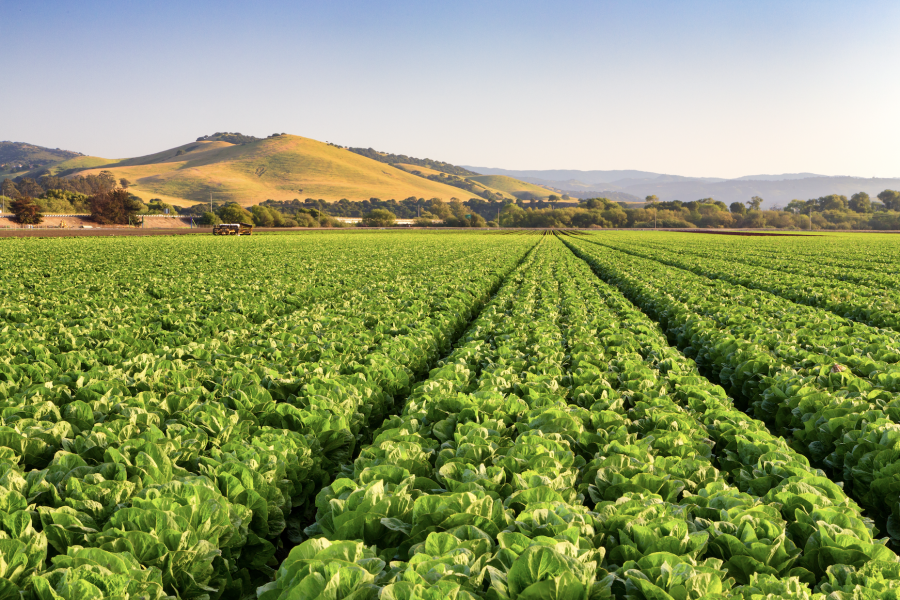 veggie field